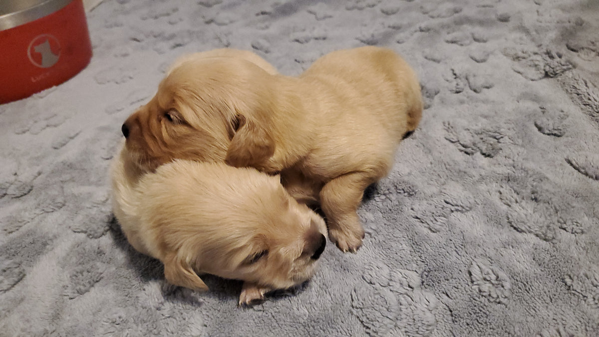 Puppy Deposit